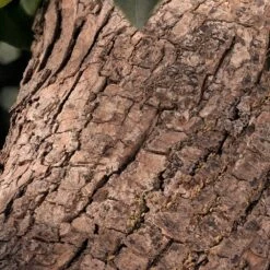 Chloé Rose Naturelle Intense Ricarica -Sconto Regalo Di Profumo in Italia cont chloe chl rose nat int36163033123985p