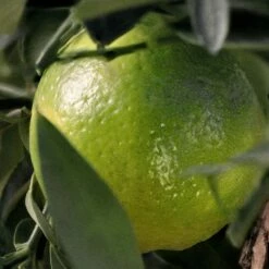 Chloé Rose Naturelle Intense Ricarica -Sconto Regalo Di Profumo in Italia cont chloe chl rose nat int36163033123986p