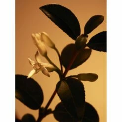 Hugo Boss BOSS THE SCENT PRIVATE ACCORD FOR HER -Sconto Regalo Di Profumo in Italia cont hugo boss 36142273917896p