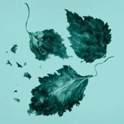 Tiffany & Co. -Sconto Regalo Di Profumo in Italia cont tiffany tiffanyco edp36142224020778p