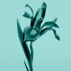 Tiffany & Co. Intense -Sconto Regalo Di Profumo in Italia cont tiffany tiffanyco edp36142269403778p