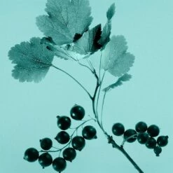 Tiffany & Co. Sheer -Sconto Regalo Di Profumo in Italia cont tiffany tiffanyco sheer edt36142269693167p