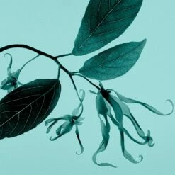 Tiffany & Co. Sheer -Sconto Regalo Di Profumo in Italia cont tiffany tiffanyco sheer edt36142269693169p